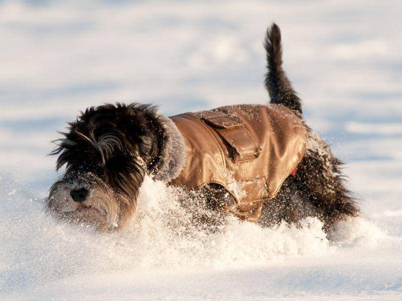 Auch kleine Hunde toben gern im Schnee, wie dieser süße Hund beweist – Bild: Shutterstock / Budimir Jevtic
