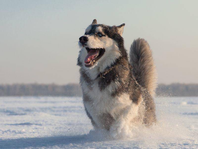 Was dieser Husky am liebsten mag? Na klar, toben im Schnee! – Bild: Shutterstock / aleksandr hunta