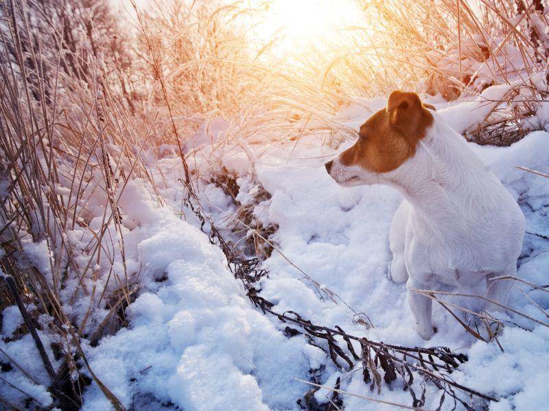Ein Jack Russell genießt die schöne Aussicht im Schnee – Bild: Shutterstock / Smit