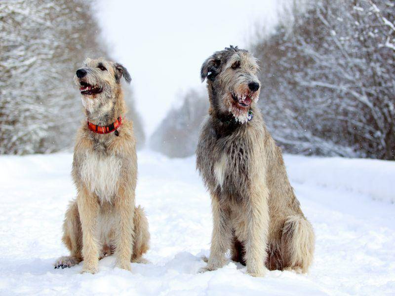 Irische Wolfshunde im Winter: Diese Jahreszeit gefällt ihnen am besten – Bild: Shutterstock / DragoNika
