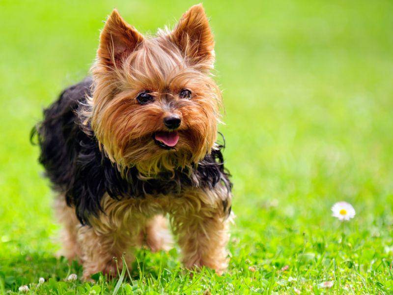 Yorkshire-Terrier-läuft-über-Wiese-mit-Gänseblümchen Klein aber oho: Der Yorkshire Terrier spielt gerne den Wachhund und man sollte darauf achten, seine Bellfreudigkeit unter Kontrolle zu behalten – Bild: Shutterstock / Imageman