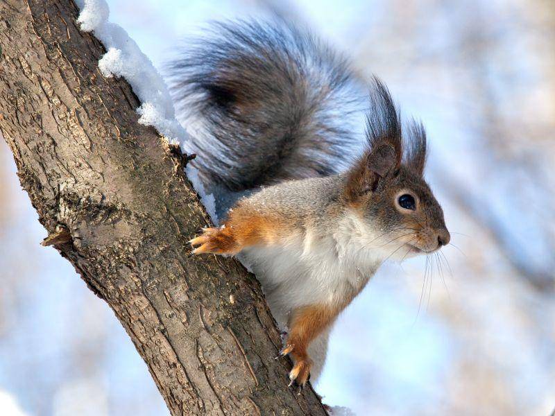 Das Eichhörnchen: Im Winter stets auf der Suche nach Nüssen – Bild: Shutterstock / fototehnik