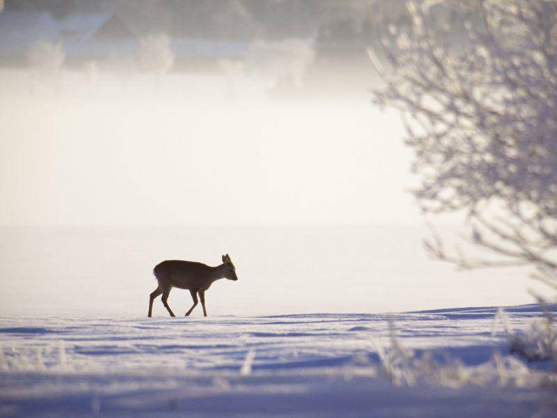 Idyllischer Anblick: Ein Reh im Winter – Bild: Shutterstock / BMJ