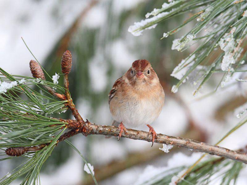 Ein Spatz genießt die Aussicht und das Winterwetter – Bild: Shutterstock / Steve Byland