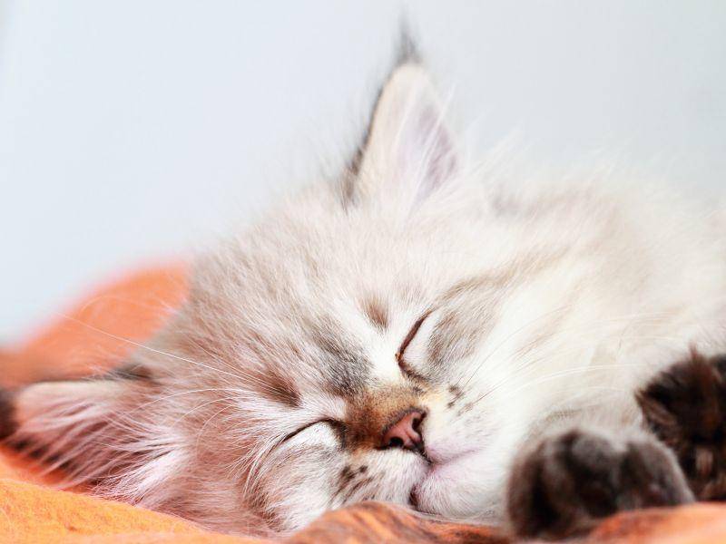 Im Schlaf mehr Engelchen als Katze: Die Neva Masquarade – Bild: Shutterstock / Massimo Cattaneo