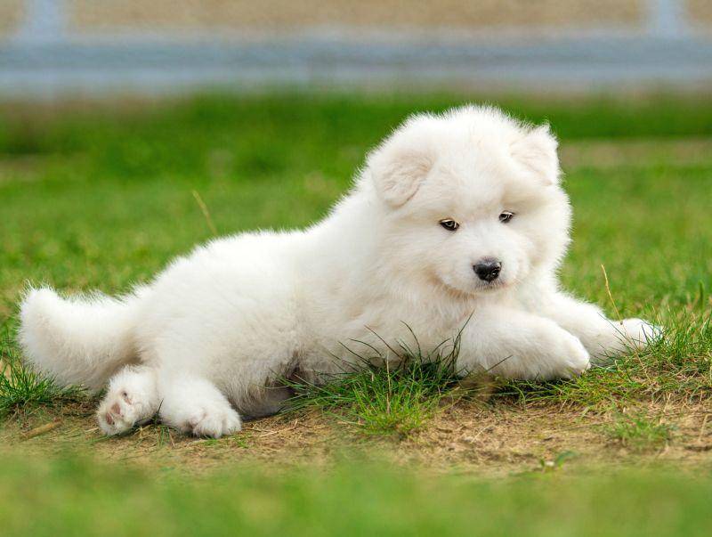 samojede-hund-liegt-auf-der-wiese Mit seinem reinweißen Fell und den treuen Augen ist der Samojede ein tierisch schöner Hund – Bild: Shutterstock / Rita Kochmarjova