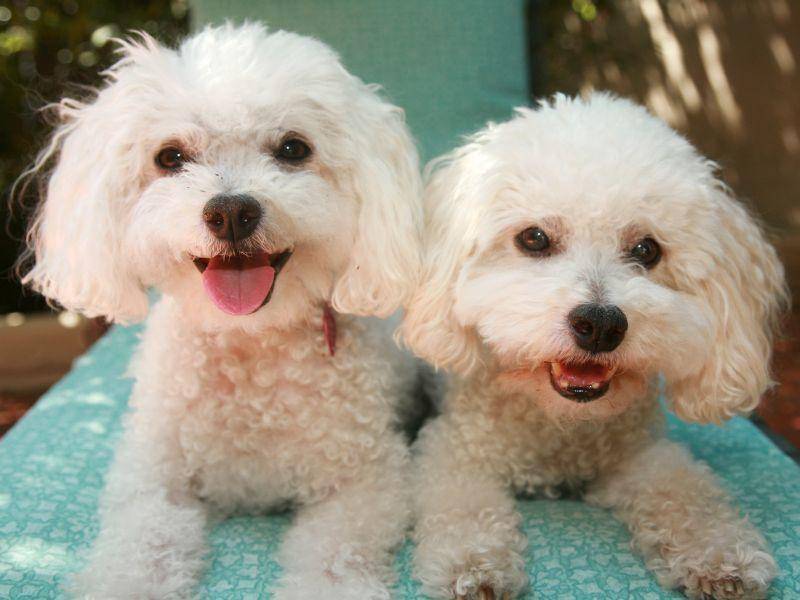 bichon-frise-hunde-shutterstock_85643650-mikeledray Der Bichon Frisé ist ein ruhiger, braver, leicht erziehbarer Hund der sich mit anderen meist blendend versteht – Bild: Shutterstock / mikeledray