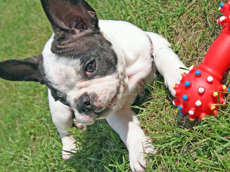 "Guckt mal, das hab ich neu ..." Französische Bulldogge zeigt ihr Lieblingsspielzeug – Bild: Shutterstock / Tomasz-Guzowski