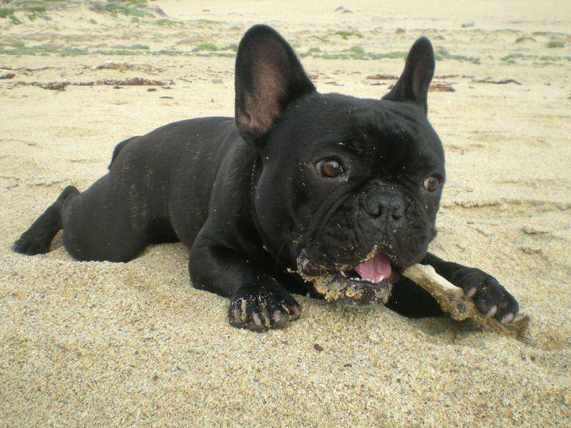 Und diese rabenschwarze Französische Bulldogge macht eine kleine Spielzeug-Pause – Bild: Shutterstock / Ev Thomas