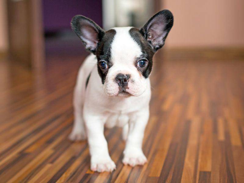 Und die letzte Französische Bulldogge in unserer Runde: Klein aber fein – Bild: Shutterstock / Patryk Kosmider