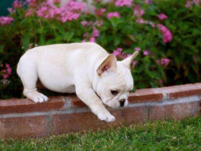 Üben, üben, üben: Dieser französische Bulldoggen Welpe ist noch ein bisschen tapsig – Bild: Shutterstock / Justin Black