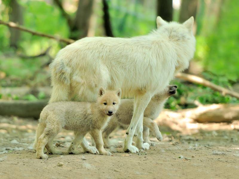 Auch draußen sind die Wölfe und ihre Jungen am liebsten gemeinsam – Bild: Shutterstock / Volodymyr Burdiak