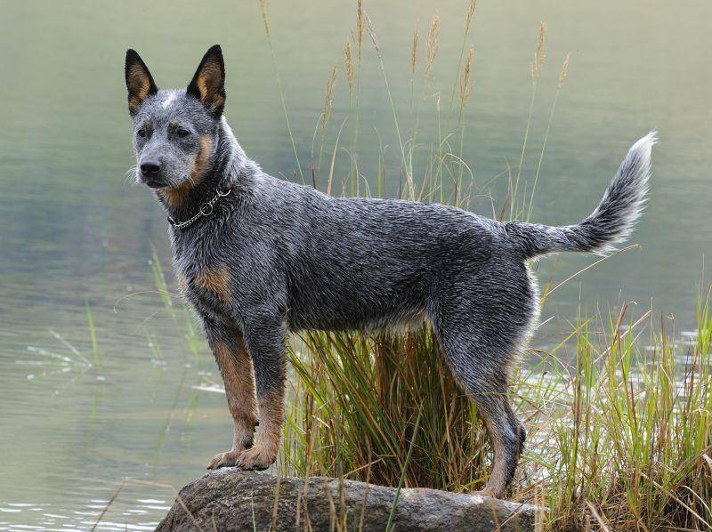 australian-cattle-dog-hund-see-shutterstock-WOLF AVNI Als kluger, rangbewusster und wachsamer Hund ist der Australian Cattle Dog etwas für erfahrene Hundebesitzer und Kenner der Rasse – Bild: Shutterstock / WOLF AVNI