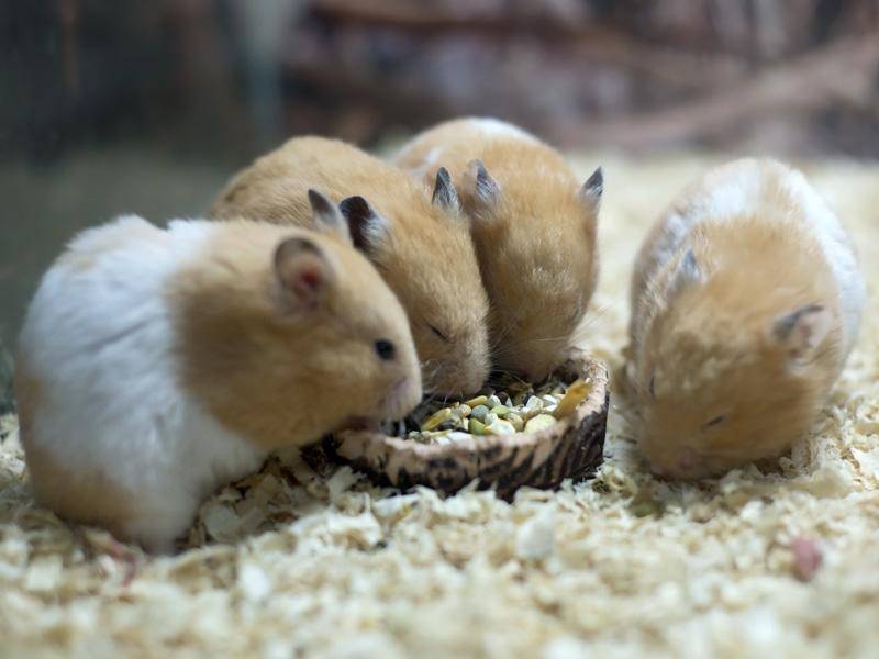Das Wichtigste ist in den Augen der Hamster aber das gemeinsame Futtern, yummy! – Bild: Shutterstock / LIUSHENGFILM