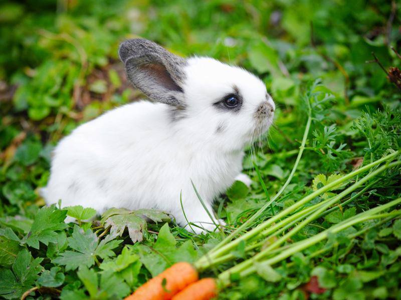 Aber Möhren schmecken doch auch so gut, findet das kleine Kaninchen – Bild: Shutterstock / Nataliia Melnychuk