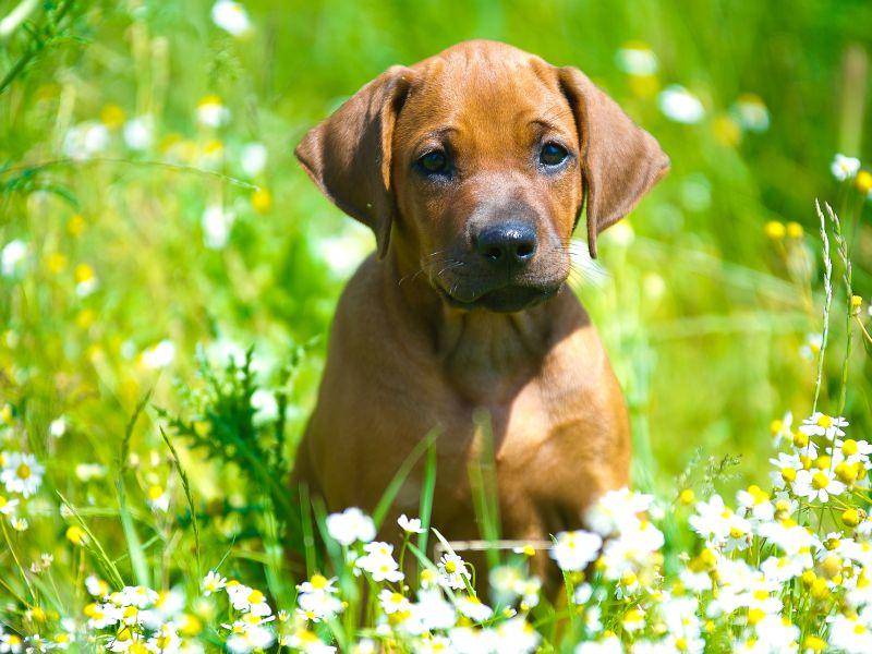 Schon als Junghund ist der Rhodesian Ridgeback ein großer Fan von tollen Spaziergängen – Bild: Shutterstock / Tatiana Katsai