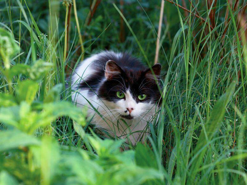 Die Katze Schleicht Um Den Heißen Brei Zehn Katzen schleichen um die Wette