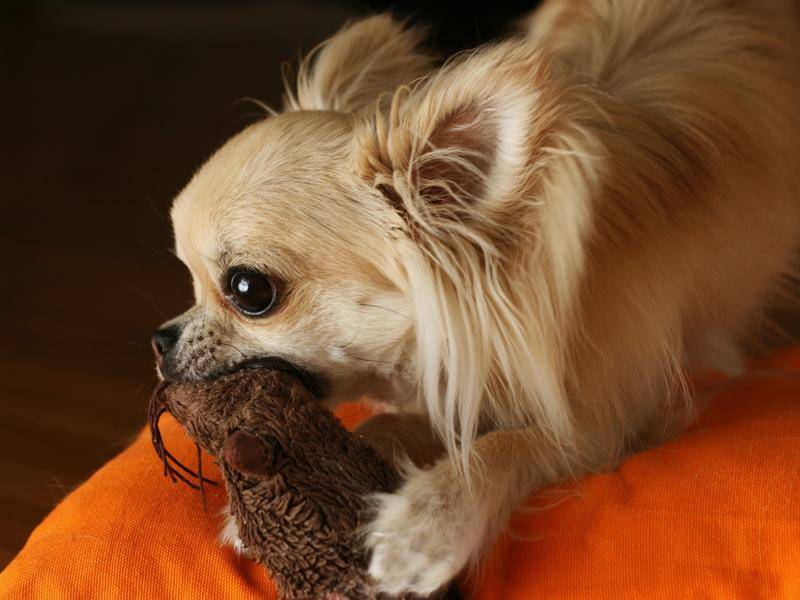 Dieser niedliche Langhaar-Chihuahua hat aber eine ordentliche Beute erlegt – Bild: Shutterstock / padu_foto