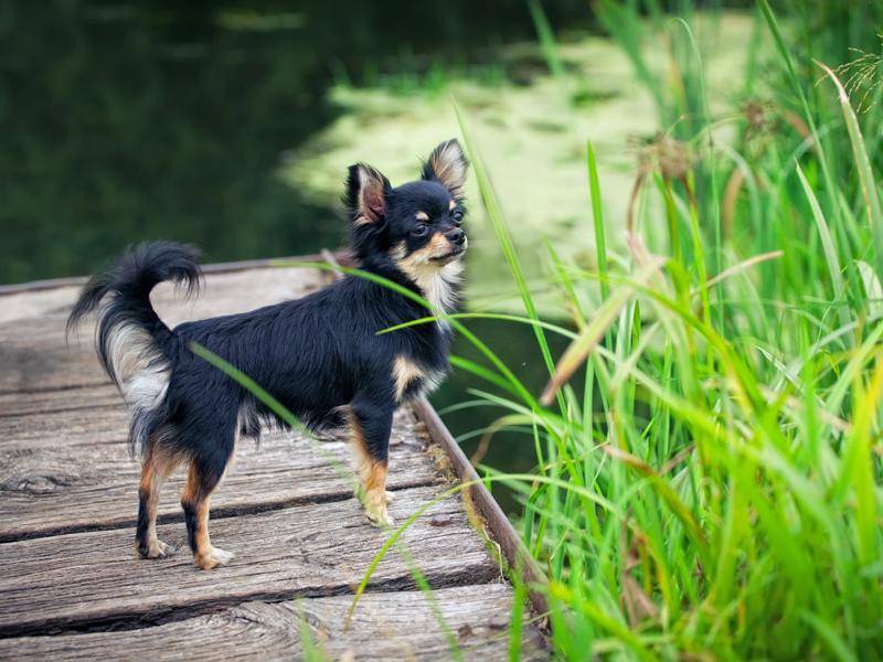 Dieser süße Chihuahua scheint ins kühle Nass springen zu wollen – Bild: Shutterstock / Julia Shepeleva