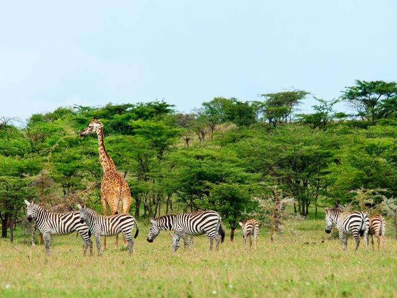 Mit Giraffen teilen sich die Streifenpferde häufig ihr Territorium – Bild: Shutterstock / Byelikova Oksana