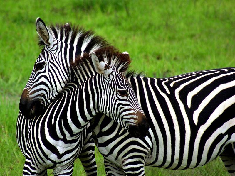 Zebras sind Herdentiere, sie brauchen den Zusammenhalt ihrer Gruppe – Bild: Shutterstock / Curioso