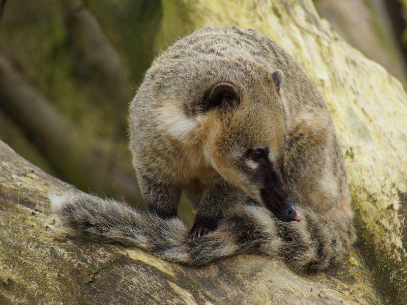 Auch der geringelte Schwanz ist typisch für den Nasenbären – Bild: Shutterstock / poeticpenguin