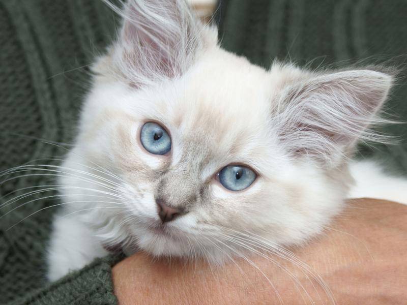 Ragdoll-Katzen kuscheln besonders gerne – Bild: Shutterstock / cath5