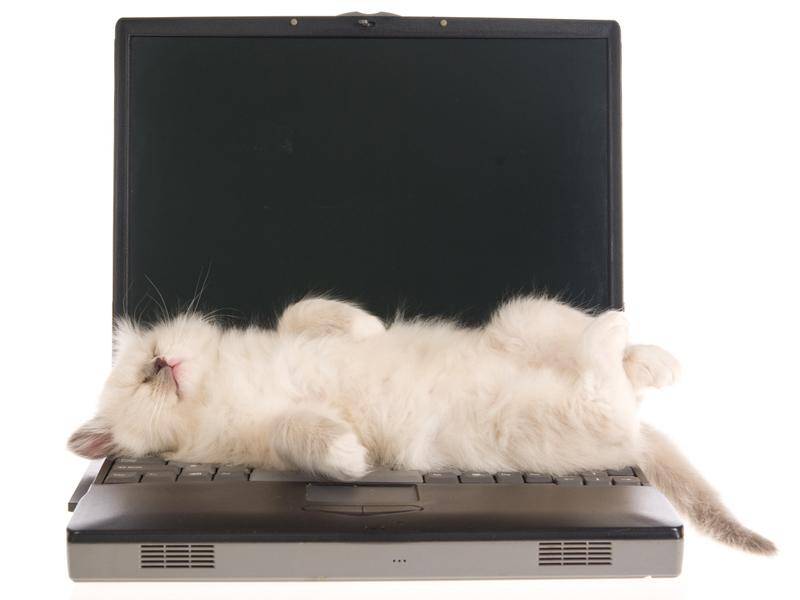 Wer will schon arbeiten, wenn er auch schlafen kann? – Bild: Shutterstock / Linn Currie