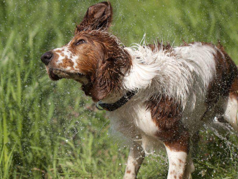 Wasserscheu ist der Hund nicht: Die meisten Welsh Springer Spaniel schwimmen leidenschaftlich gern – Bild: Shutterstock / Jody1