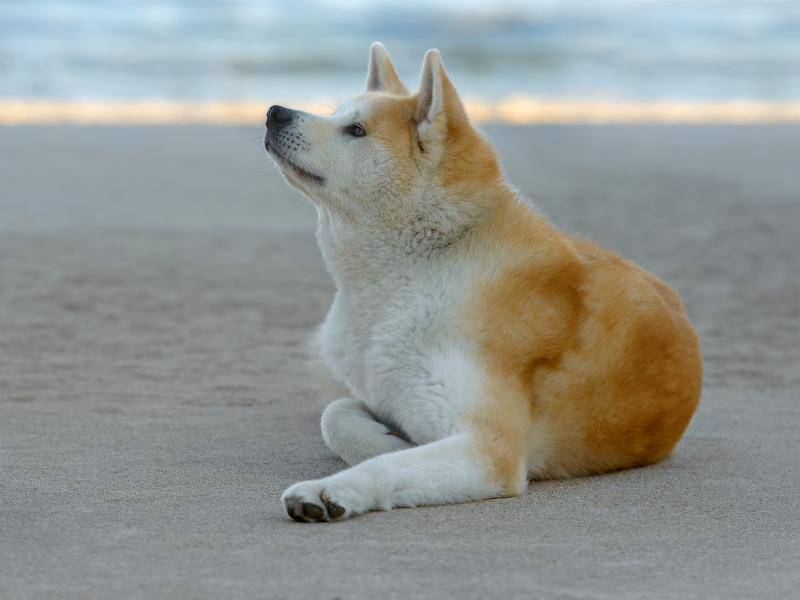 "Ist das schön, am Strand zu liegen!" – Bild: Shutterstock / tsik