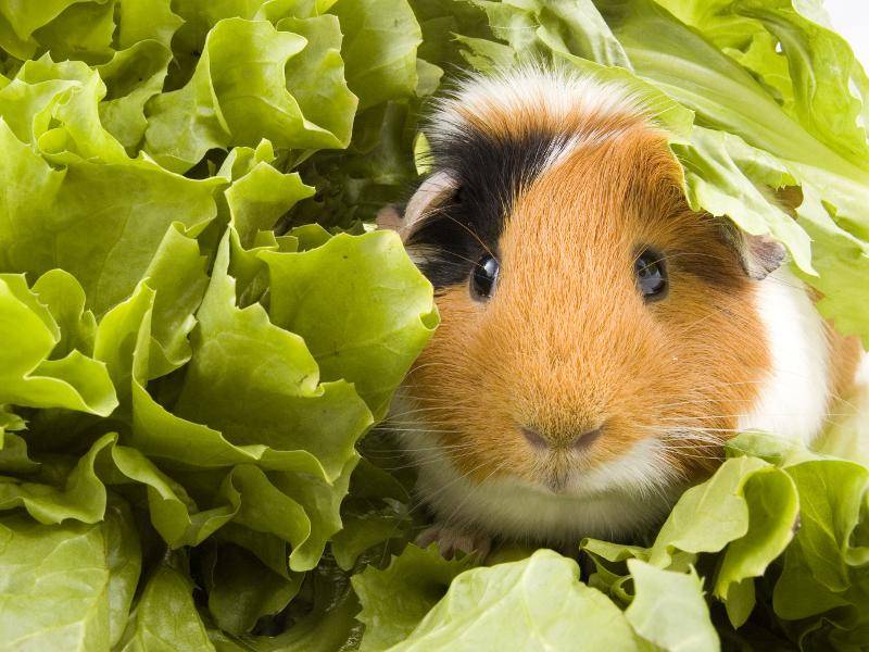 Glatthaarmeerschweinchen essen sehr gern Salat – Bild: Shutterstock / RamonaS