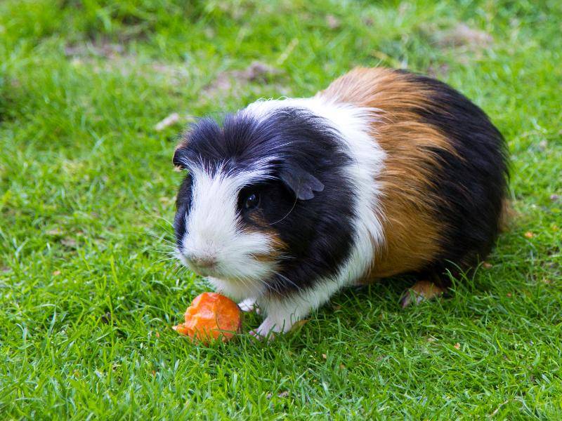 Und auch Karotten mögen die süßen Tierchen sehr – Bild: Shutterstock / evastudio