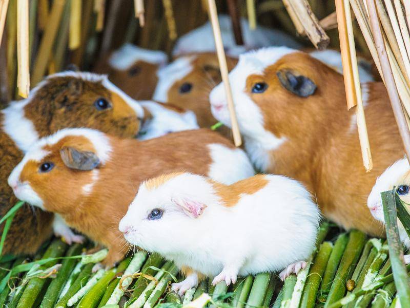Die Glatthaarmeerschweinchen leben ungern allein – Bild: Shutterstock /Anton_Ivanov