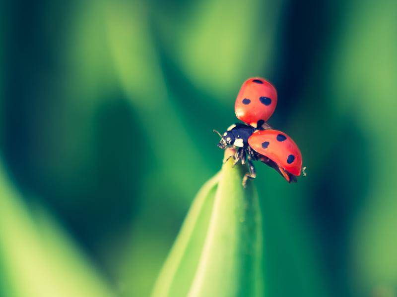 Marienkaefer-fliegt-los-shutterstock-Milosz_G _194182127 Charakteristisch für Marienkäfer sind ihre Punkte, die meist eine schwarze Farbe besitzen – Bild: Shutterstock / Milosz_G