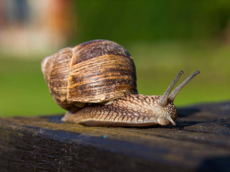 Schnecken: Artenvielfältige Weichtiere