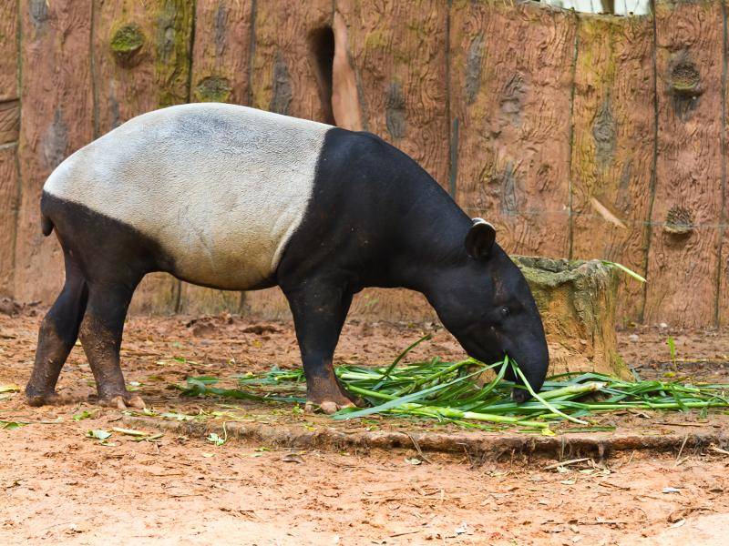 Tapire ernähren sich pflanzlich und bevorzugen vorwiegend weiche Nahrung – Bild: Shutterstock / konmesa
