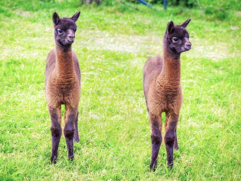 Lama-Zwillinge sind selten, aber sehr niedlich – Bild: Shutterstock / IVL