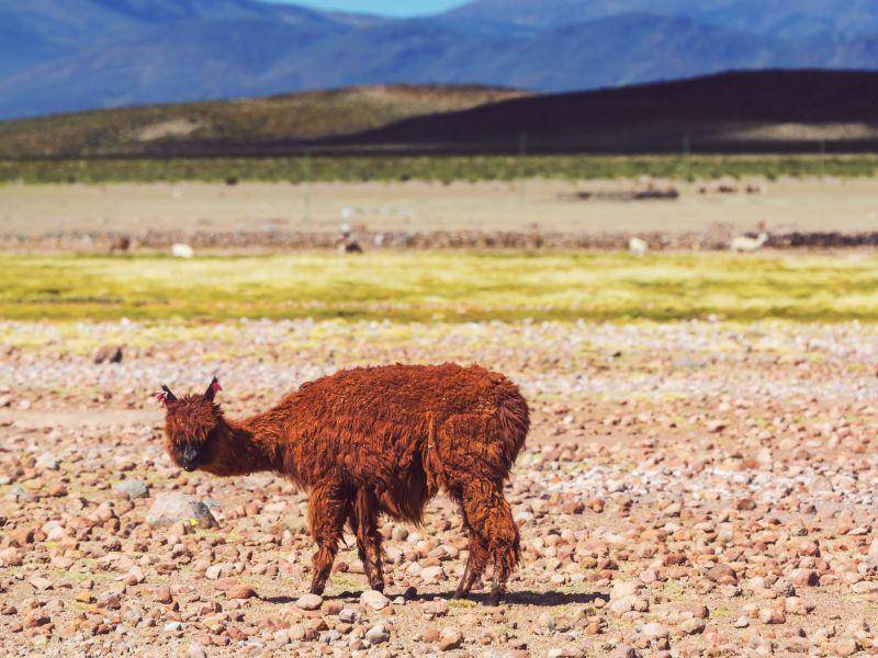 braunes-lama-shutterstock-Galyna Andrushko "Hat mich jemand gerufen?" Das gutmütige Lama ist ein aufmerksames Tier – Bild: Shutterstock / Galyna Andrushko