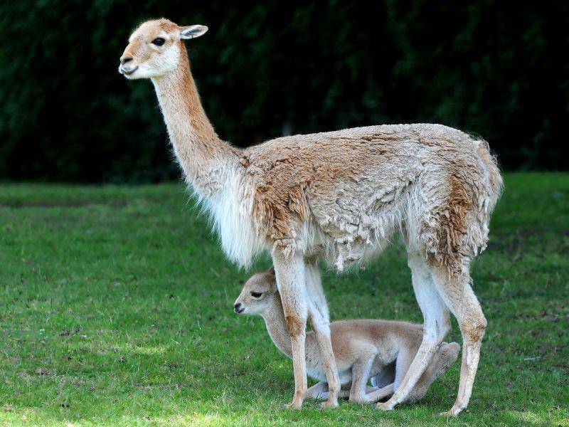 Beliebtes kleines Kamel: Das Lama – Bild: Shutterstock / Dennis Jacobsen