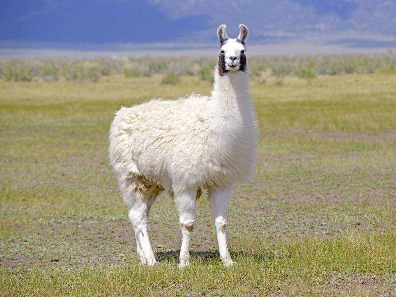 Wollig und mit frechem Blick: So kennt man das Lama – Bild: Shutterstock / robert cicchetti