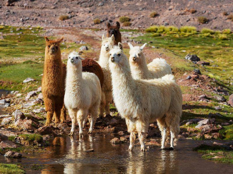 Es kommt aus Südamerika und lebt in Herden – Bild: Shutterstock / Galyna Andrushko1