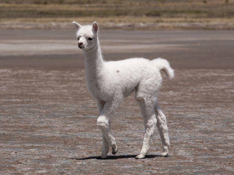 Einfarbig oder gescheckt: Lamas können die verschiedensten Fellfarben haben – Bild: Shutterstock / Andrea Visconti