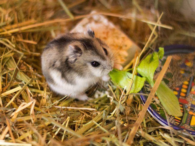 Mini-Salatblatt für einen Mini-Hamster: Das passt doch perfekt! – Bild: Shutterstock / jushik