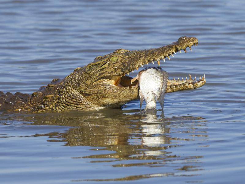 Krokodil-mit-Futter-in-Schnauze-shutterstock-Stuart G Porter- 124805986 ... und jagen nicht nur kleine Tiere, sondern wählen auch größere Beute aus, die sie überwältigen können – Bild: Shutterstock / Stuart G Porter