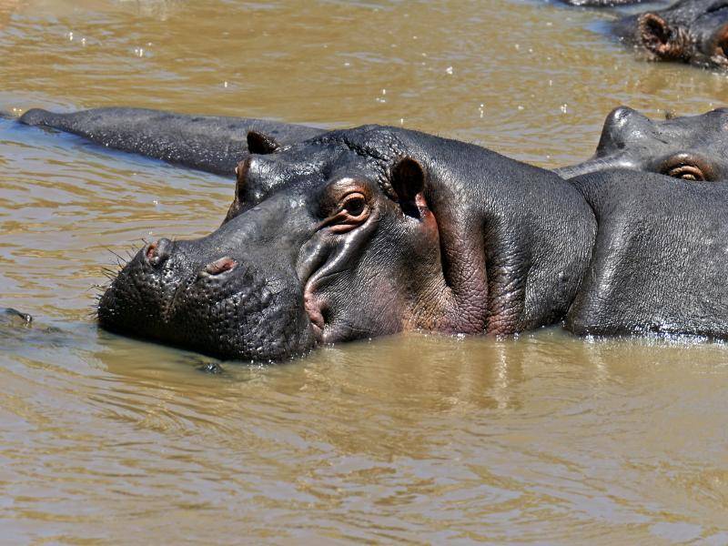 Eine Gruppe von Nilpferden kann dann auch mal aus über 100 Tieren bestehen – Bild: Shutterstock / Eduard Kyslynskyy