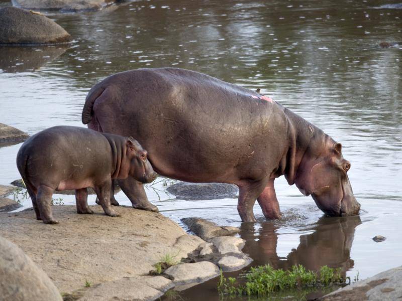 Die Jungen von Nilpferden bleiben in den ersten sechs bis acht Monaten bei ihrer Mutter – Bild: Shutterstock / Eric Isselee