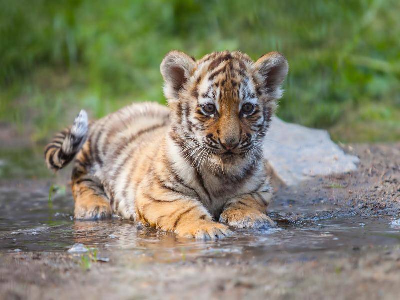 Tigerbaby-auf-Boden-liegend-shutterstock-Zhiltsov Alexandr-229138666 "Ihr denkt, Tigerbabys sind süß? Stimmt, aber wir können auch sehr frech und neugierig sein!" – Bild: Shutterstock / Zhiltsov Alexandr