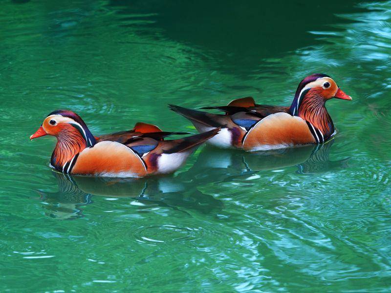 Mandarinenten leben mit mehreren Tieren in Schwärmen zusammen – Bild: Shutterstock / stockphoto mania