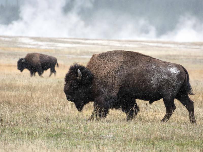 Amerikanischer-Bison-auf-Wiese-shutterstock-Philip Bird LRPS CPAGB -183708461 Damit sie groß und stark bleiben, nehmen sie pflanzliches Futter zu sich, Fleisch jedoch gar nicht – Bild: Shutterstock / Philip Bird LRPS CPAGB