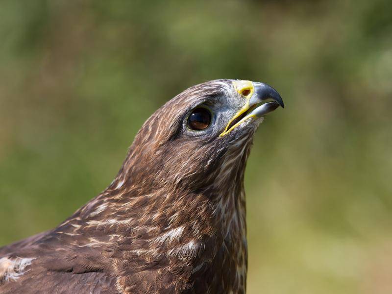 Maeusebussard-in-Nahaufnahme-shutterstock-Giedriius -185554448 Mäusebussarde sind Greifvögel, die zur Familie der Habichtartigen gehören – Bild: Shutterstock / Giedriius